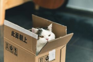 بازی با گربه با جعبه مقوایی