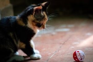 توپ بازی کردن با گربه