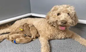 سگ نژاد لابرادودل