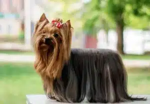 نژاد یورکشایر تریر