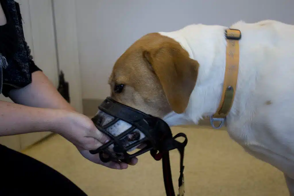 پوزه بند سگ