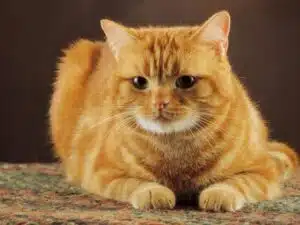 گربه دارچینی