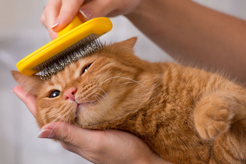 شانه زدن موی گربه