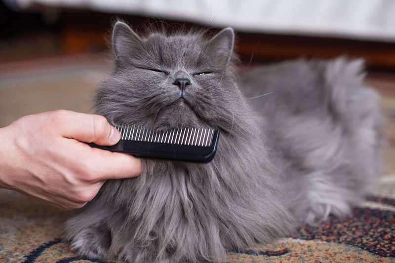 کوتاه کردن موی گربه
