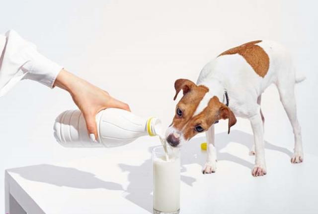 حساسیت به لاکتوز در سگها