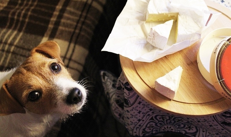 حساسیت به پنیر در سگ