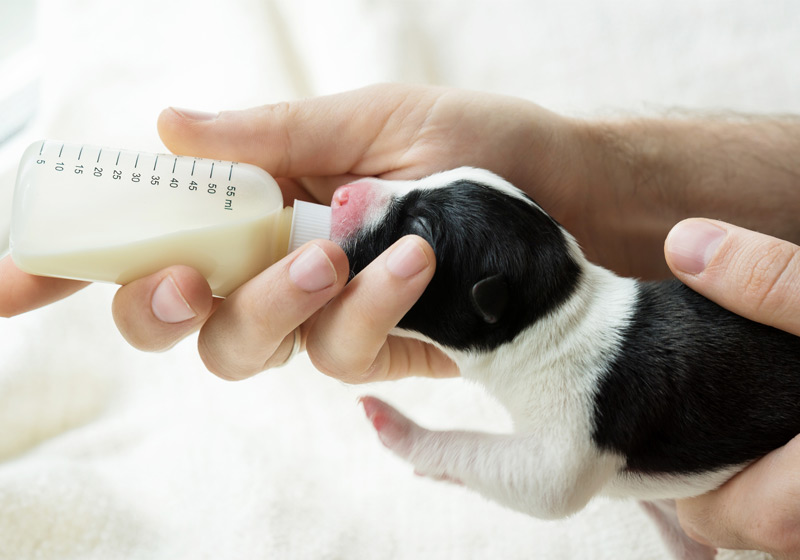 حساسیت به شیر در توله سگ