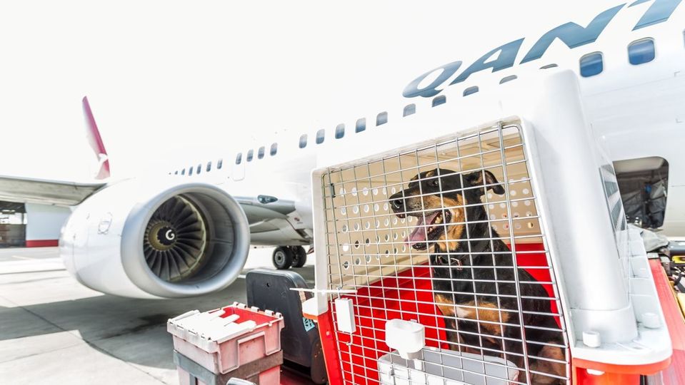 حمل حیوانات در هواپیما