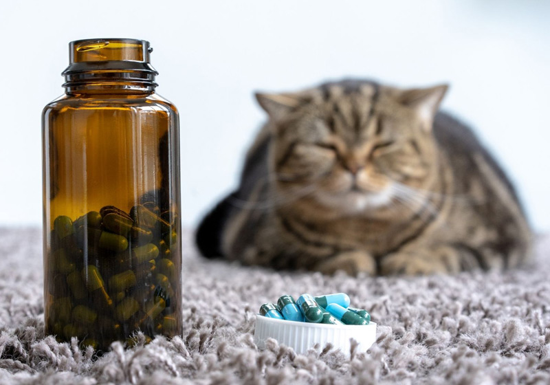 راهنمای خرید مولتی ویتامین‌ و مکمل‌ غذایی گربه‌