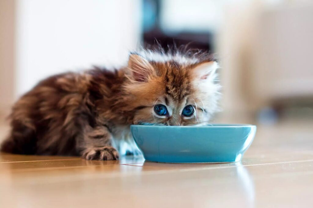 غذای بچه گربه
