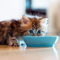 غذای بچه گربه