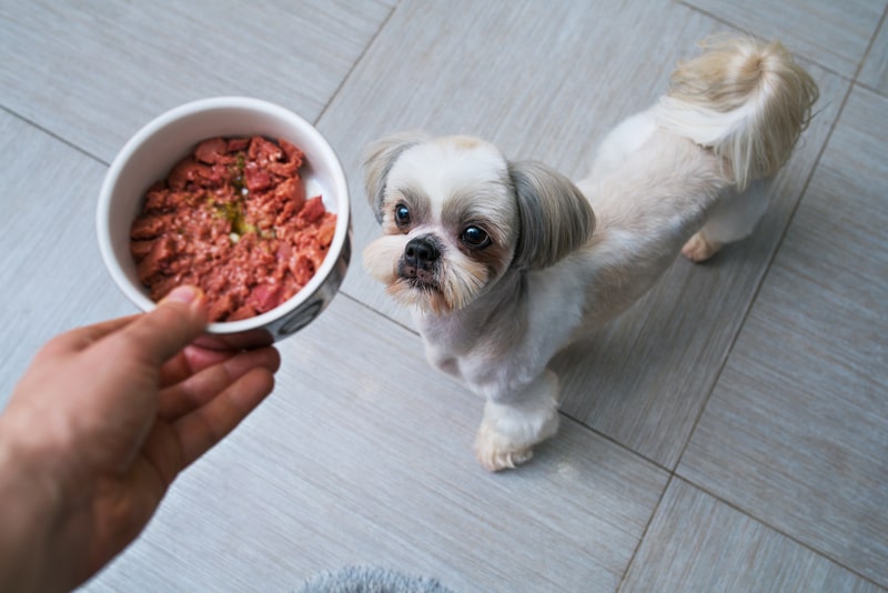 غذای سگ شیتزو 