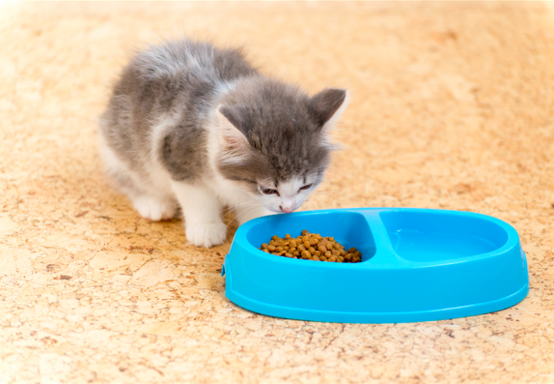 مواد مغذی مورد نیاز بچه گربه