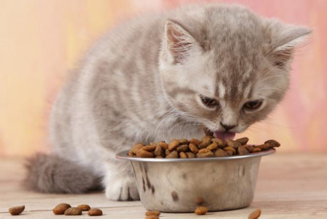 غذای بچه گربه