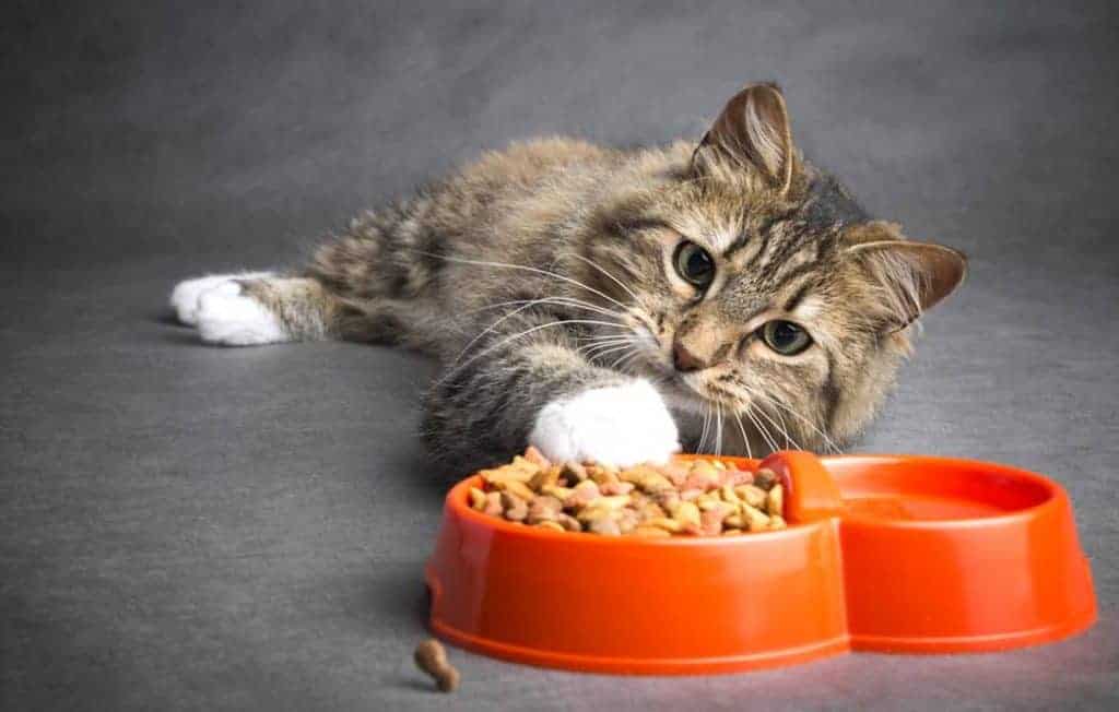غذای گربه بالغ