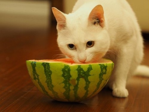 میوه سبزیجات مفید برای گربه