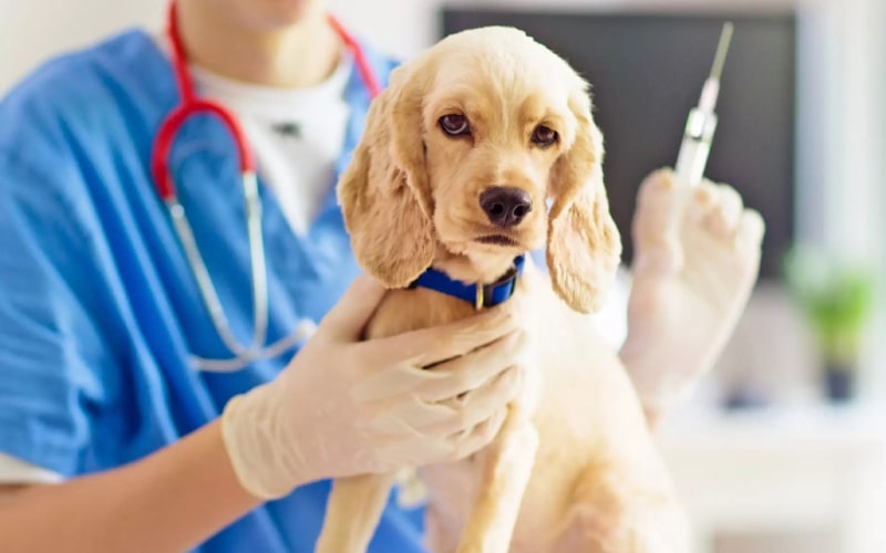 اهمیت تزریق واکسن سگ