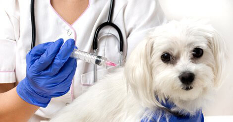 عوارض واکسیناسیون سگ