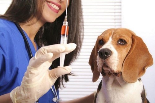 واکسن های ضروری سگ