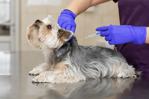 مراقبت بعد از واکسیناسیون سگ