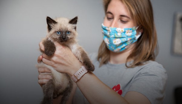 درمان بیماری گربه سیامی
