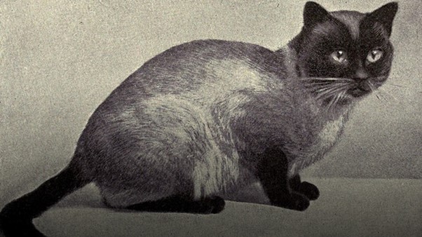 نقاشی سیاه و سفید گربه سیامی