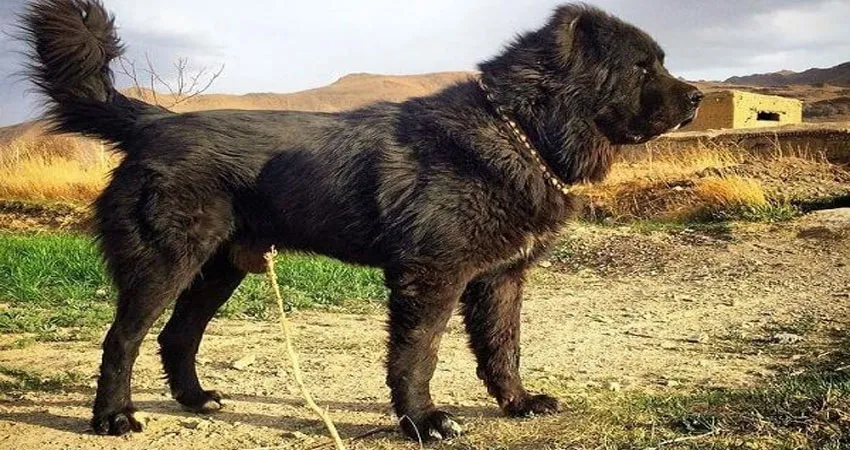 نژاد سگ قفقازی ایرانی