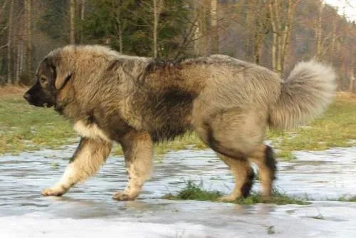 نژاد سگ قفقازی ایرانی
