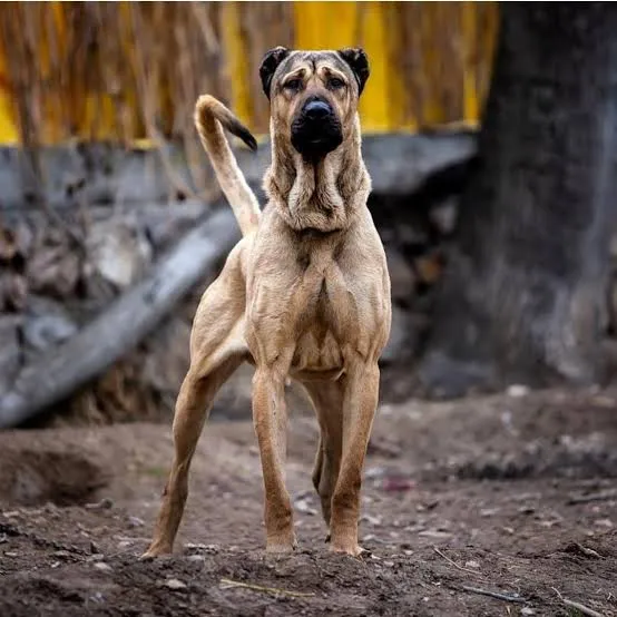 نژاد سگ سرابی ایرانی