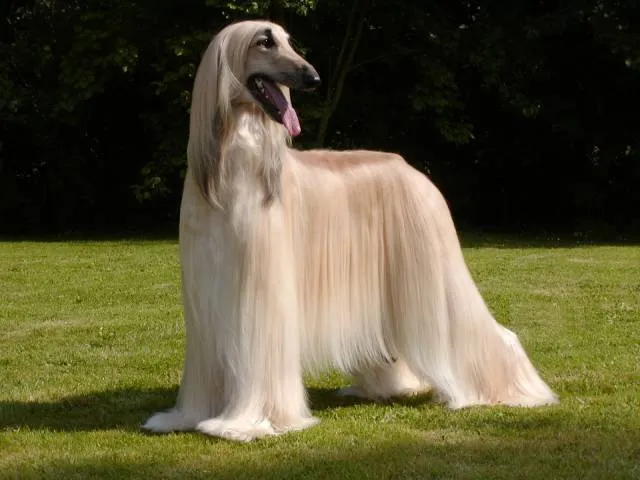 نژاد سگ تازی ایرانی