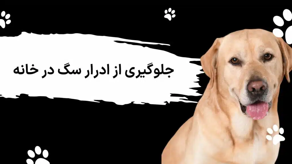 جلوگیری از ادرار سگ خانگی