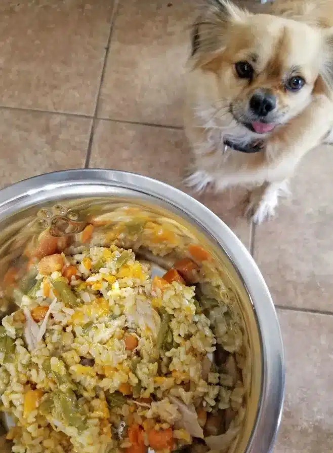 طرز تهیه غذای سگ خانگی