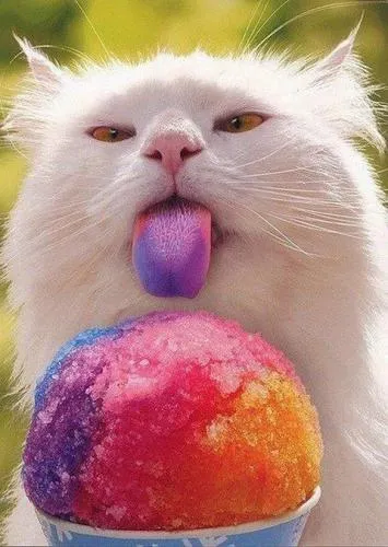 بستنی گربه
