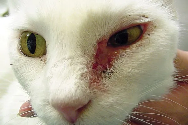 بیماری پوستی در گربه 