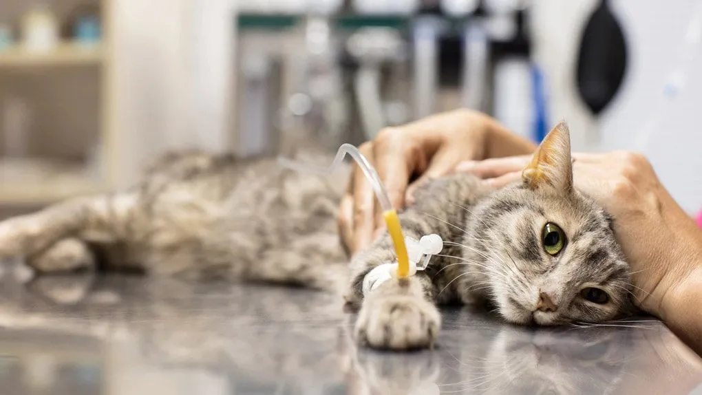 درمان بیماری پوستی در گربه 
