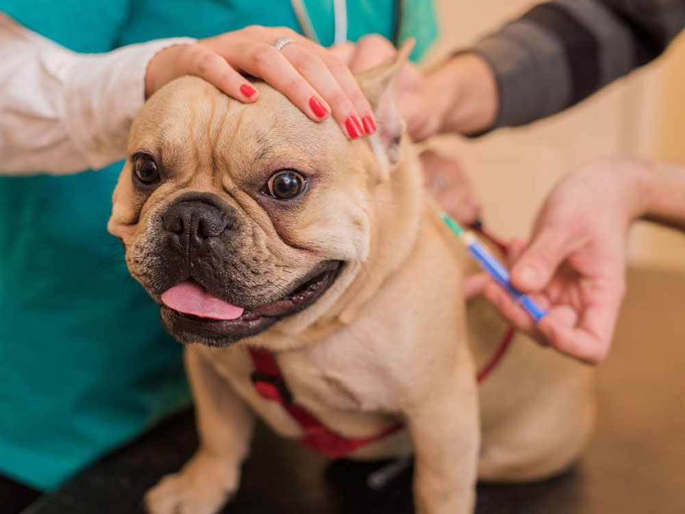 واکسیناسیون توله سگ