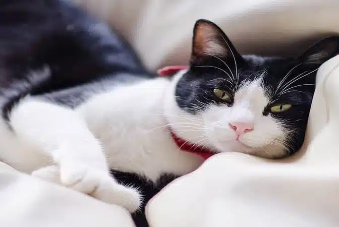 گربه های شیاه و سفید تاکسیدو