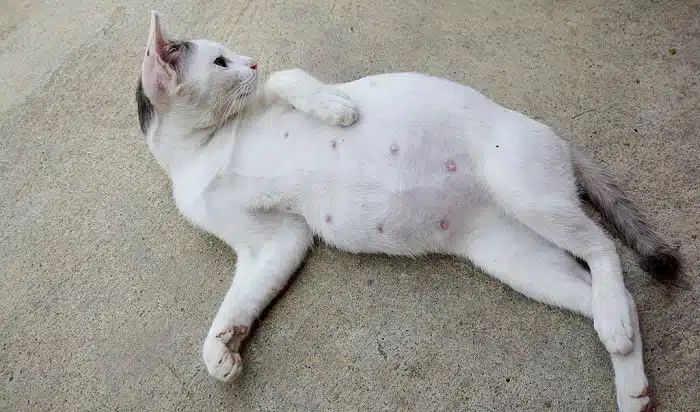 تشخیص حاملگی در گربهها