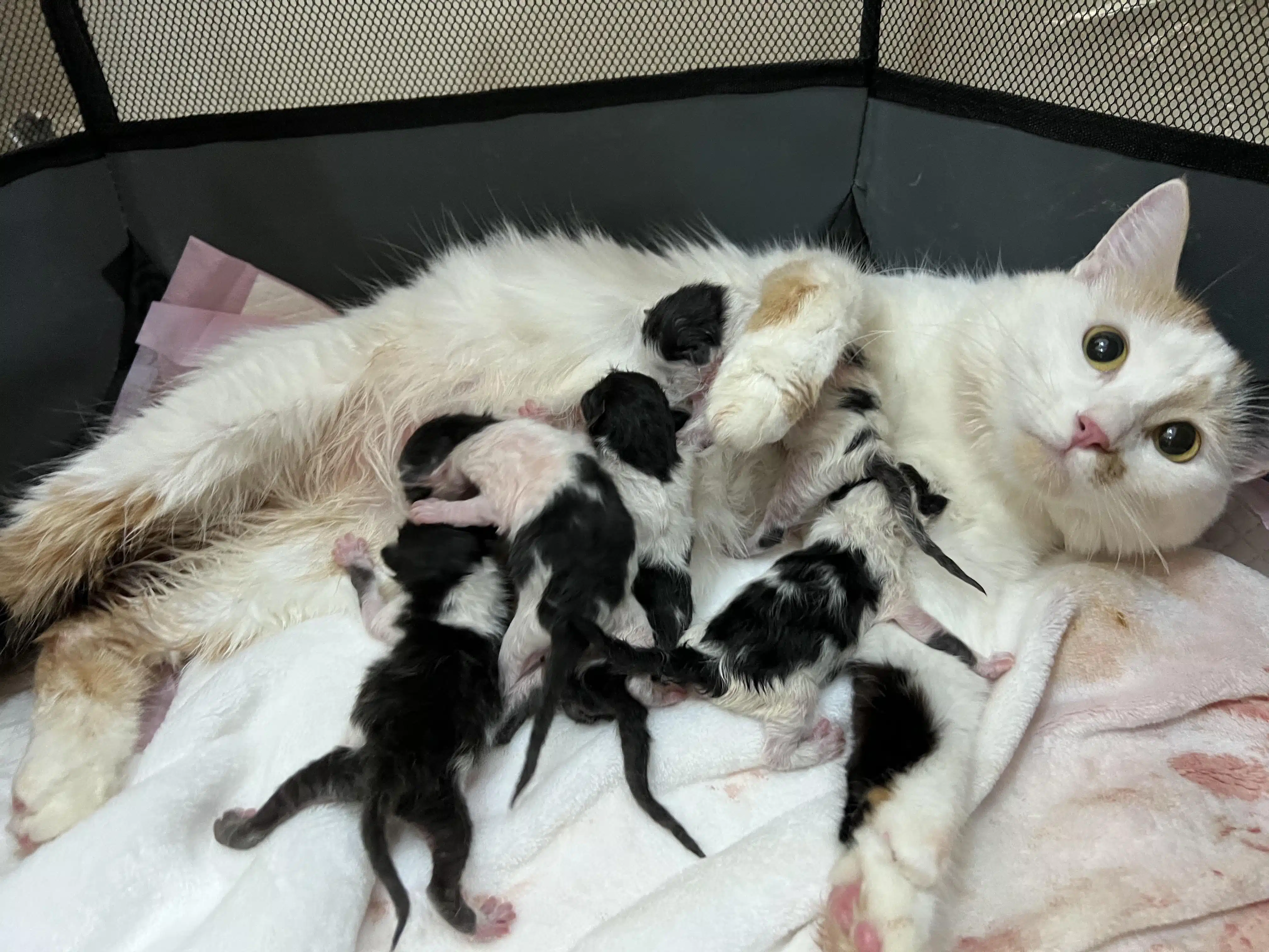 تشخیص حاملگی در گربهها