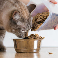 بهترین شرایط برای نگهداری از غذای خشک گربه چیست؟
