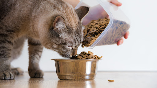بهترین شرایط برای نگهداری از غذای خشک گربه چیست؟