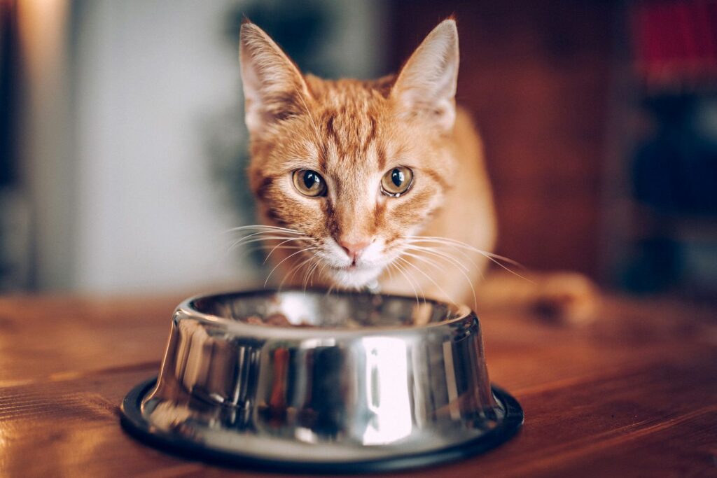 برای گربه، غذای خشک بهتر است یا غذای مرطوب؟