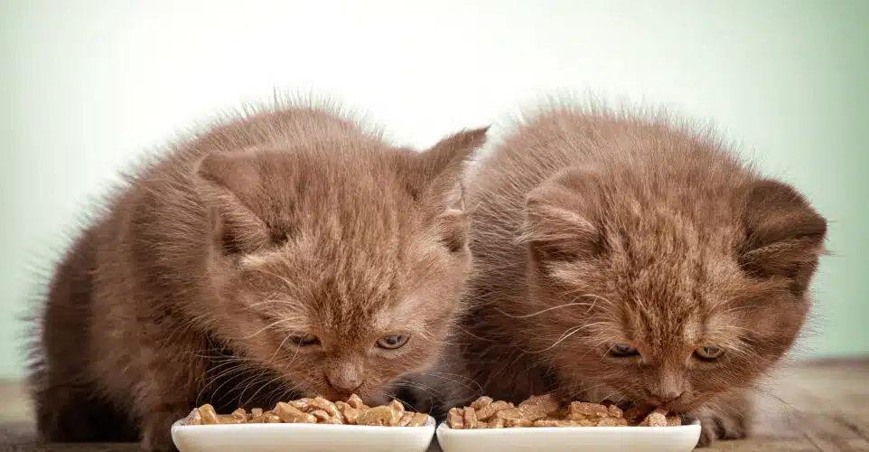 تاثیر تغذیه بر سلامت گربهها