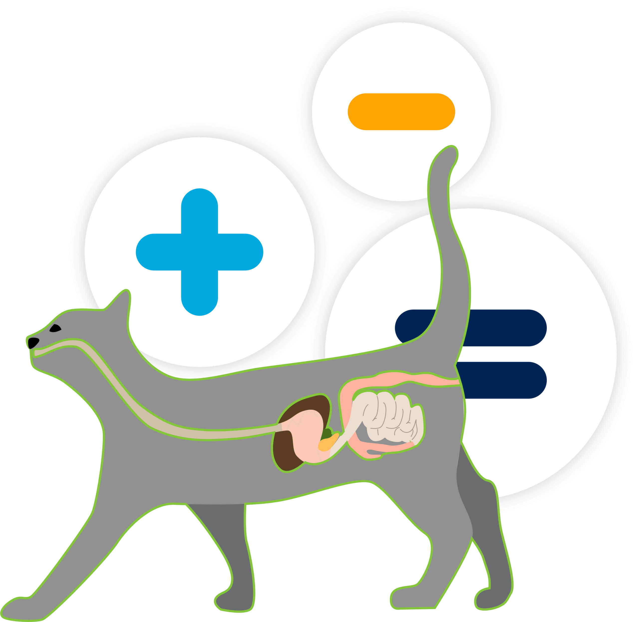 Digestive problems in cats