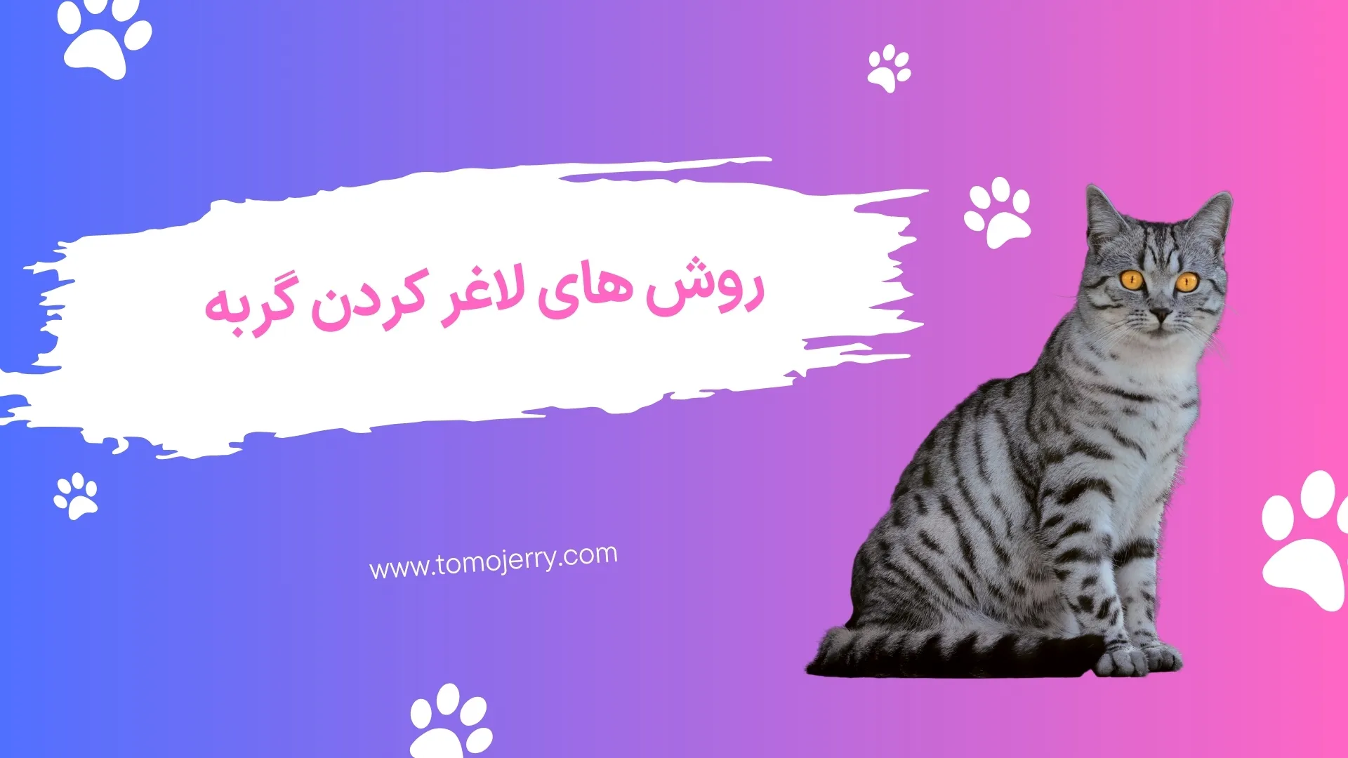 لاغر کردن غذای گربه