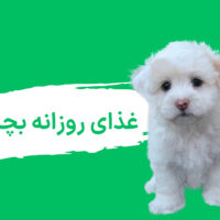 غذای روزانه بچه گربه