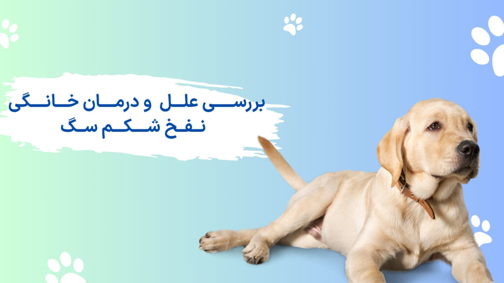 نفخ شکمم سگ