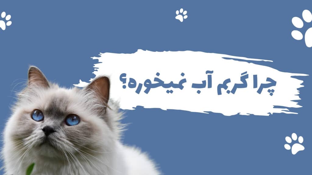 آب نخوردن گربه