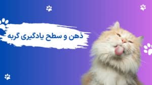 چرا گربم یاد نمیگیره