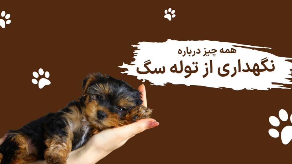 همه چیز درباره نگهداری از توله سگ